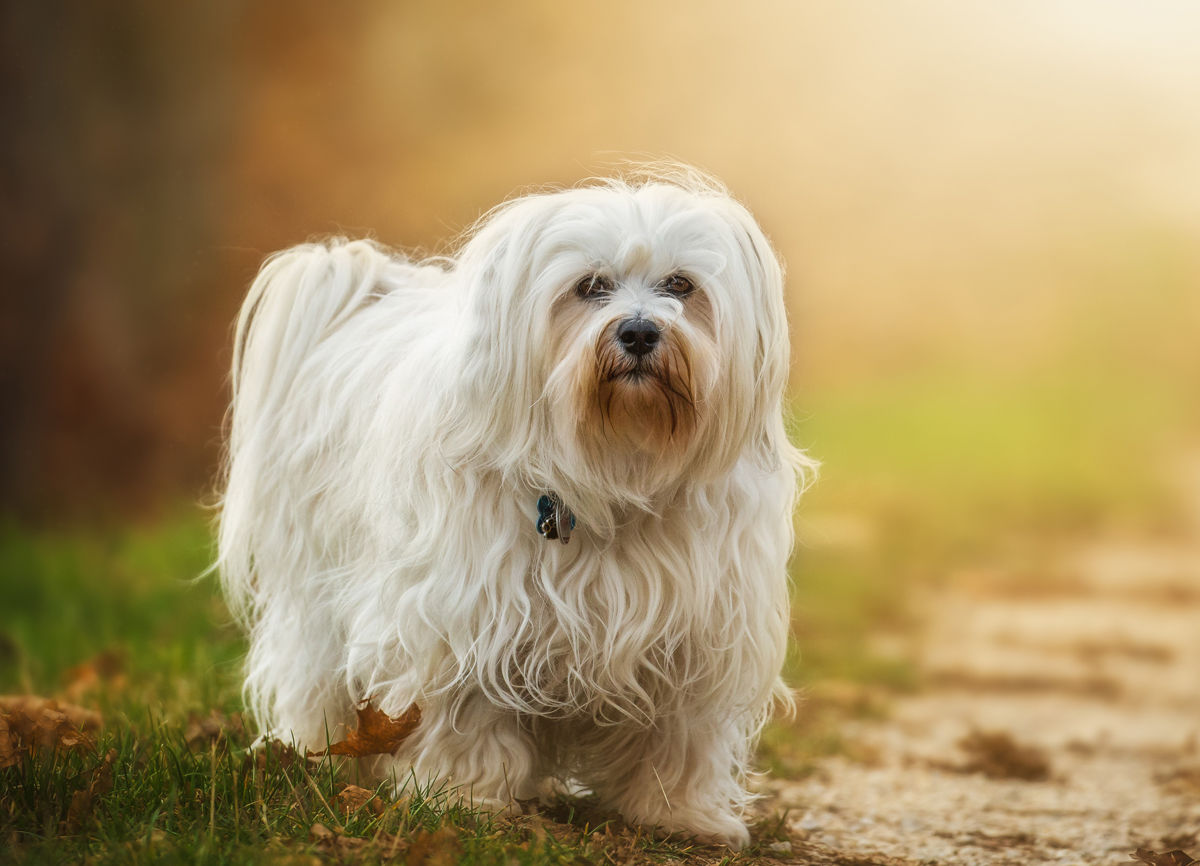 Havanese